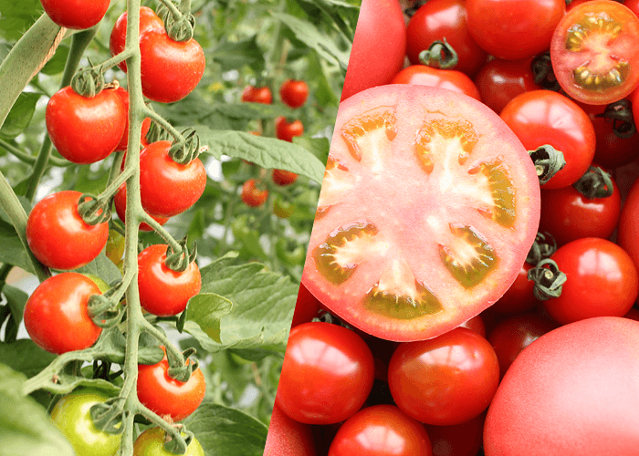 トマト/ミニトマト